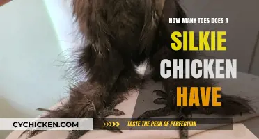 Silkie Chickens' Unique Toe Count: Unveiling Their Fascinating Foot Anatomy
