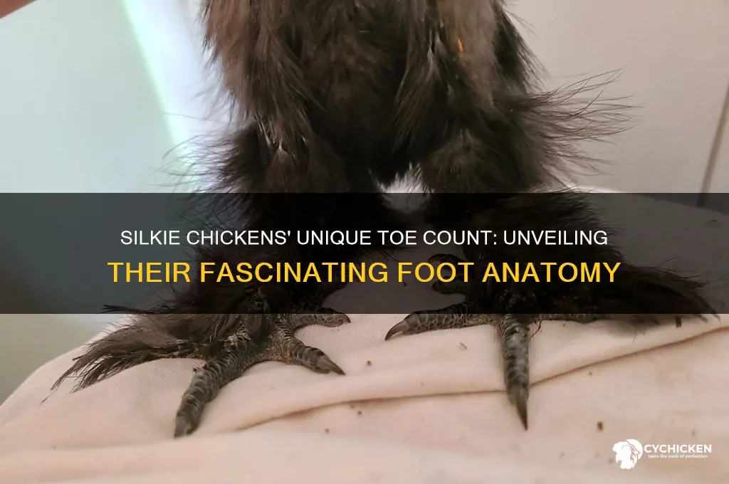 how many toes does a silkie chicken have