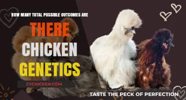 Chicken Genetics: Exploring All Possible Outcomes