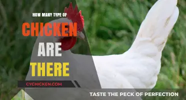 Exploring the Diverse World of Chicken Breeds and Varieties