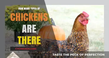 Exploring the Diverse World of Chicken Breeds and Varieties
