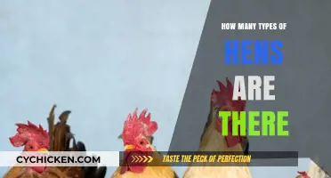 Exploring the Diverse World of Hen Breeds and Varieties