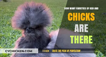 Explore the Diverse Varieties of Hen and Chicks