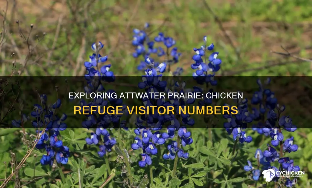 how many visitors come to attwater prairie chicken wildlife refuge