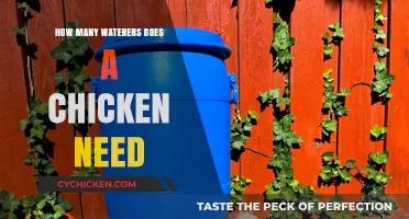 Essential Guide: Determining the Right Number of Waterers for Chickens