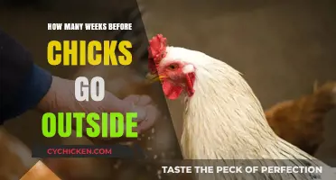 When Can Chicks Go Outside? A Week-by-Week Guide