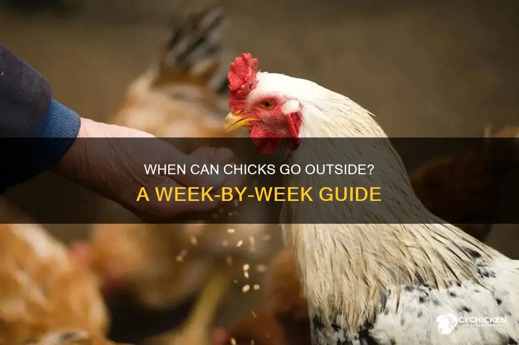 how many weeks before chicks go outside