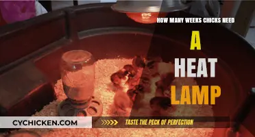 Chicks' Heat Lamp Dependence: How Long?