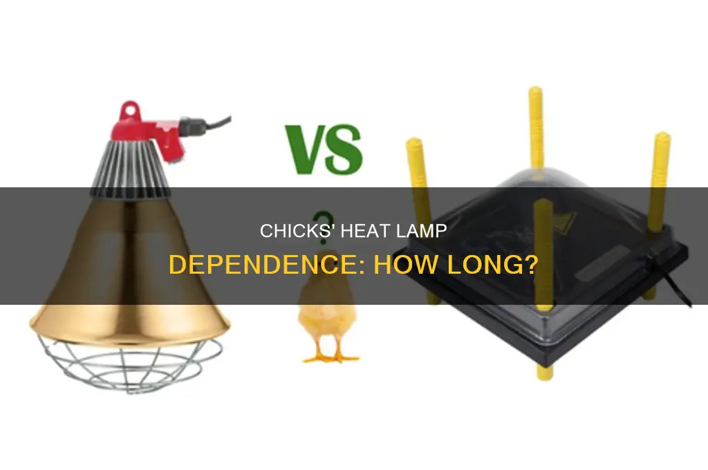 how many weeks chicks need a heat lamp
