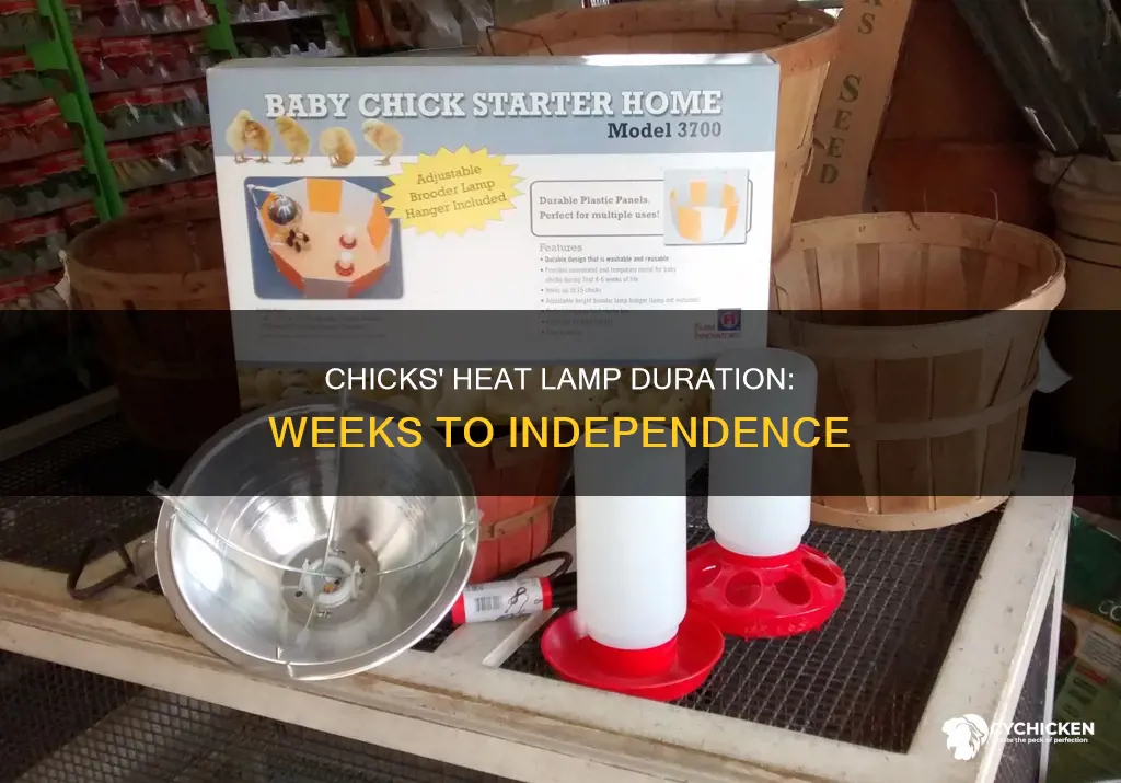 how many weeks do chicks need a heat lamp