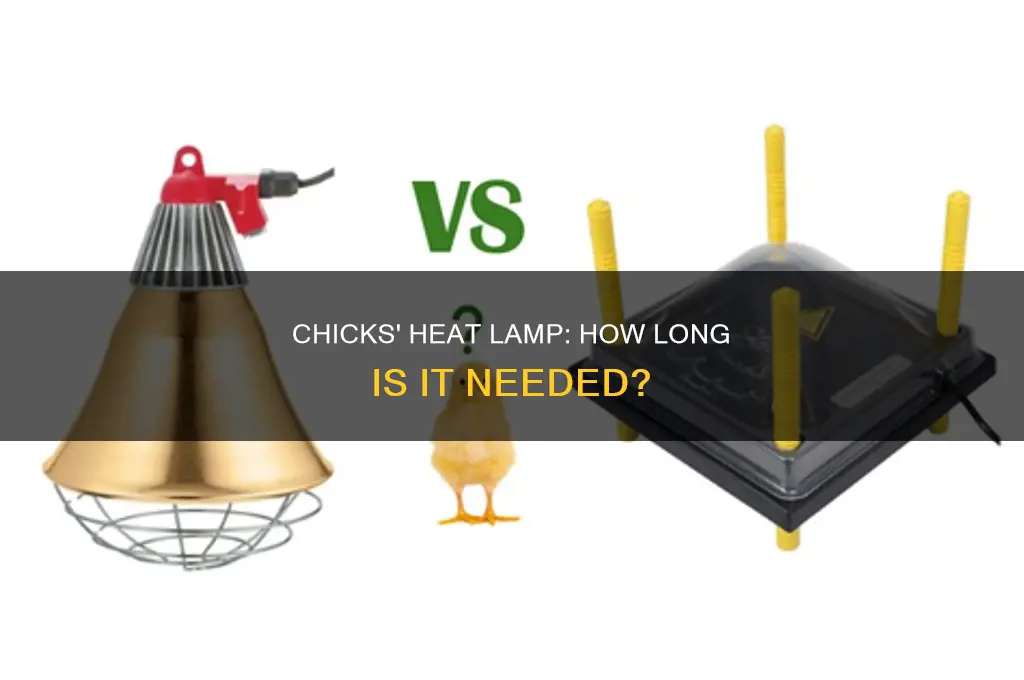 how many weeks do chicks need heat lamb