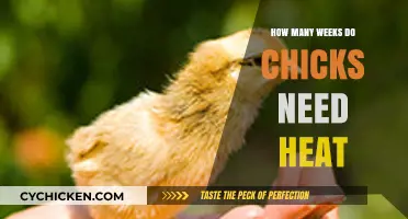 Essential Heat Duration for Chicks: Weeks Needed for Healthy Growth