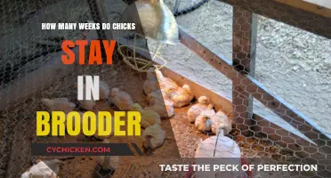 Brooder Basics: Raising Chicks Safely for Weeks