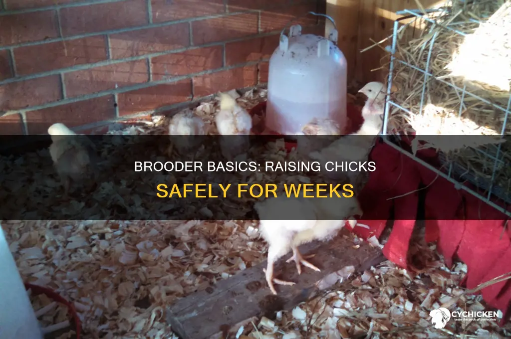 how many weeks do chicks stay in brooder