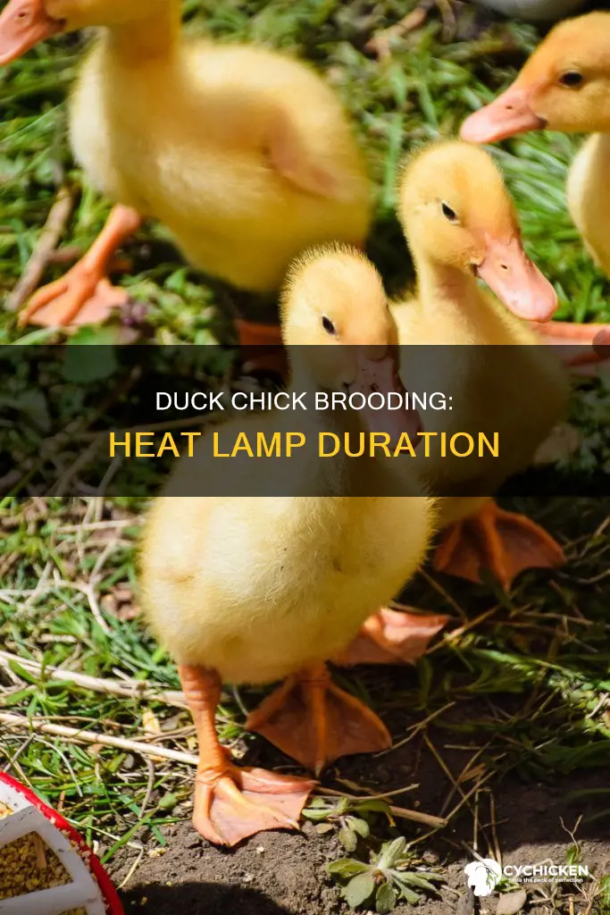 how many weeks do duck chicks need heat lamp