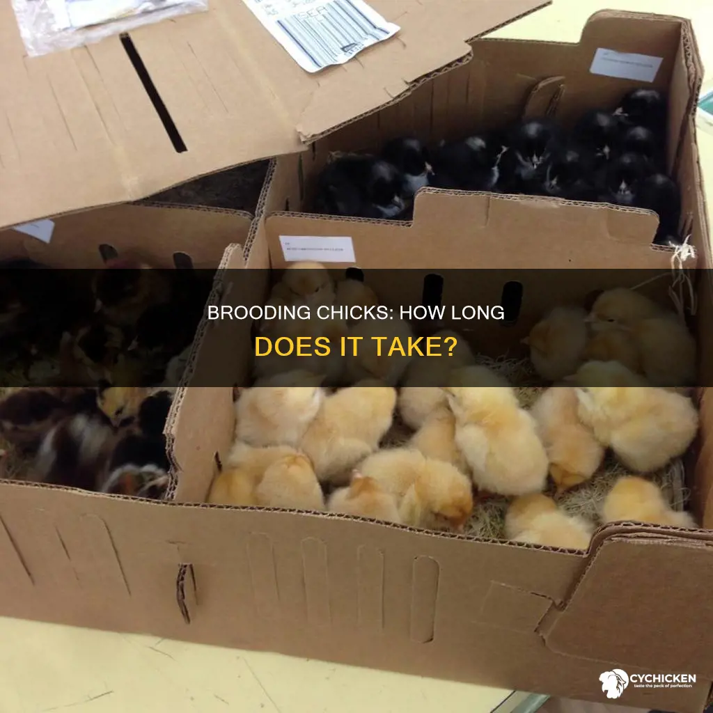 how many weeks do you need to brood chicks