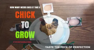 Chicks' Growth: A Quick Timeline