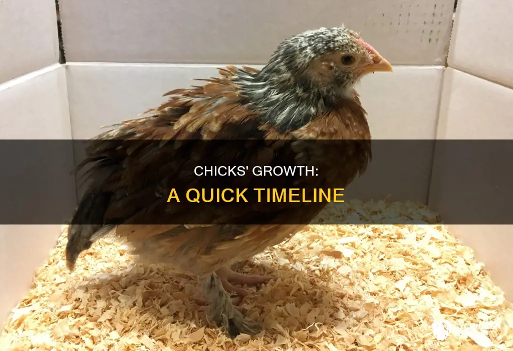 how many weeks does it take a chick to grow