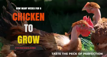 Chickens' Growth: A Week-by-Week Guide to Their Development