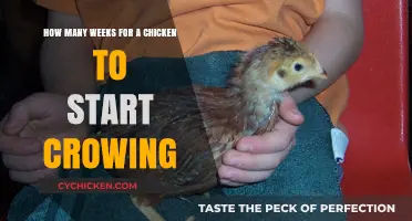 When Do Roosters Start Crowing?