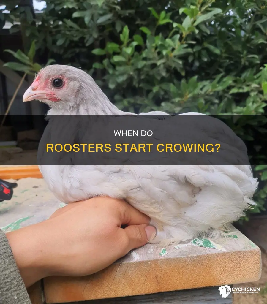how many weeks for a chicken to start crowing