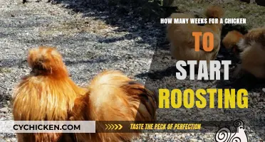 When Do Chickens Start Roosting?