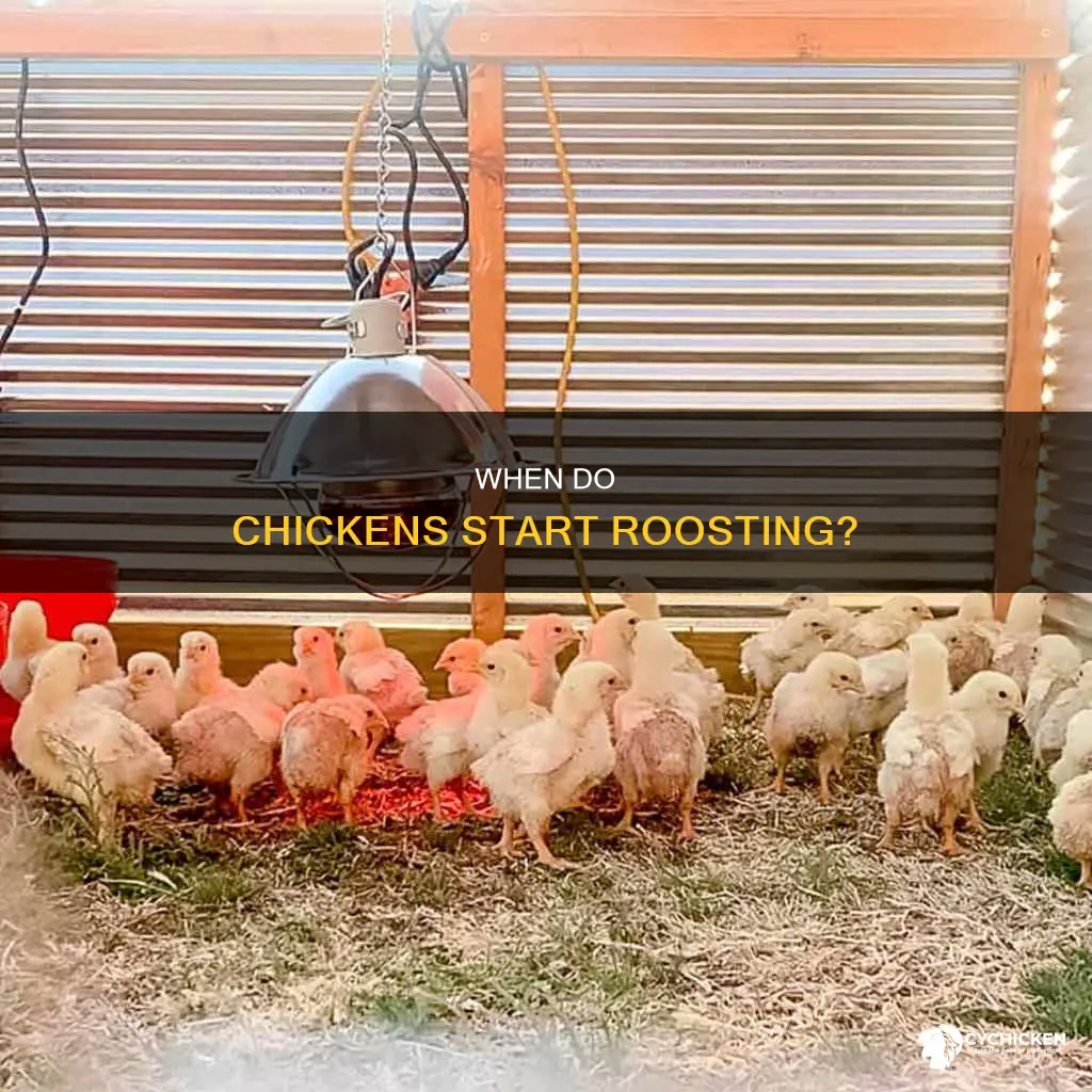 how many weeks for a chicken to start roosting