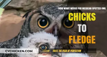 Mexican Spotted Owl Chicks: Time to Fledge?