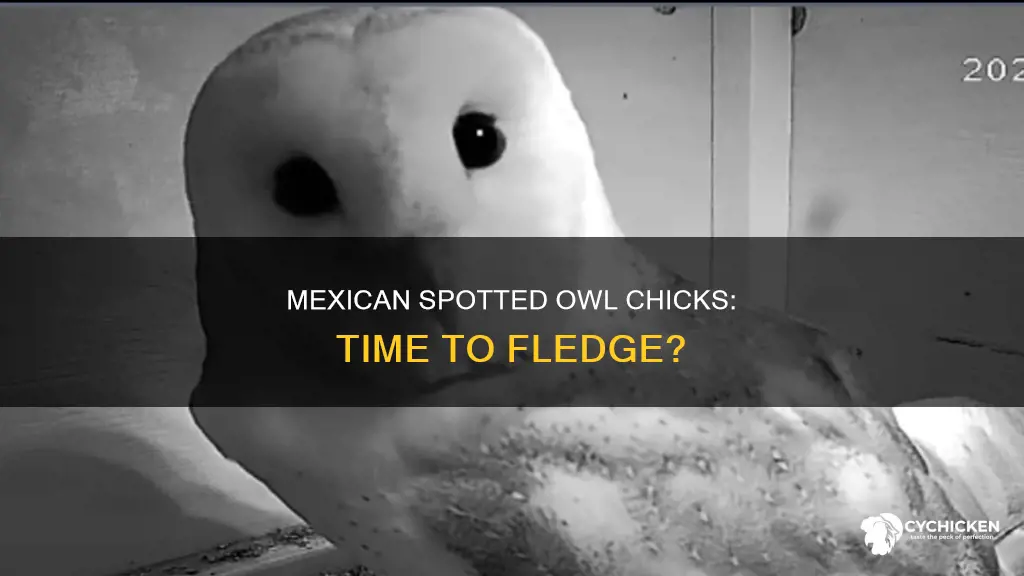 how many weeks for mexican spotted owl chicks to fledge