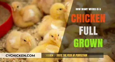When Do Chickens Reach Adulthood?