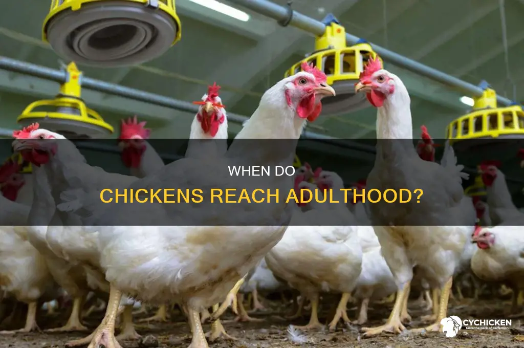 how many weeks is a chicken full grown
