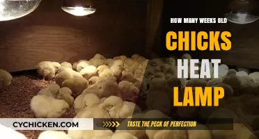 Caring for Chicks: Essential Heat Lamp Tips for Young Birds