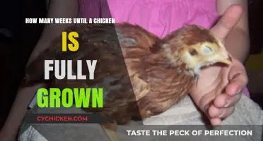 When Do Chickens Reach Adulthood?