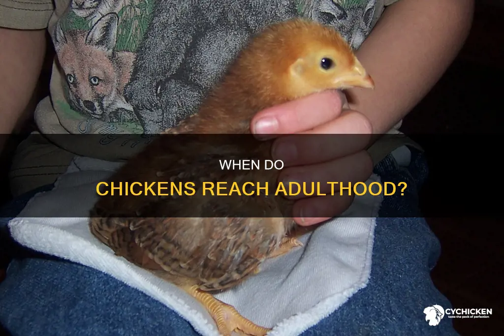 how many weeks until a chicken is fully grown