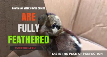 When Do Chicks Get Their Feathers?