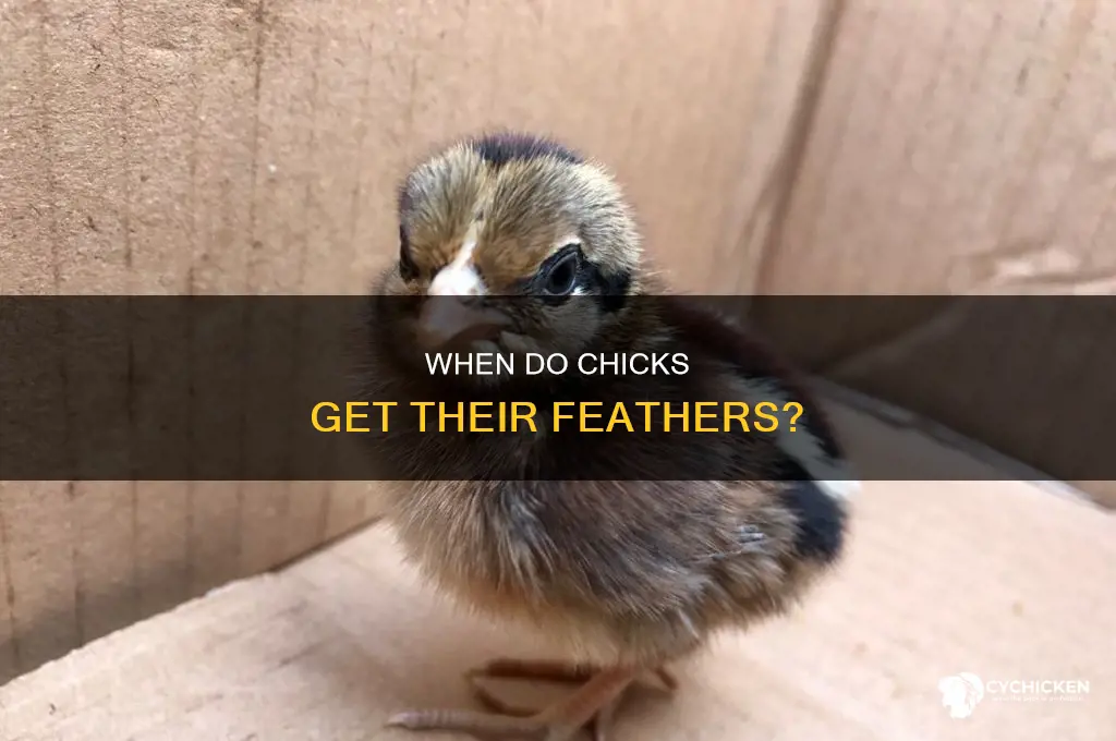how many weeks until chicks are fully feathered
