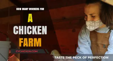Optimal Workforce Planning for Efficient Chicken Farm Operations
