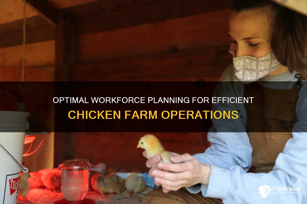 how many workers for a chicken farm