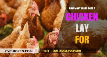 The Lifespan of a Laying Hen