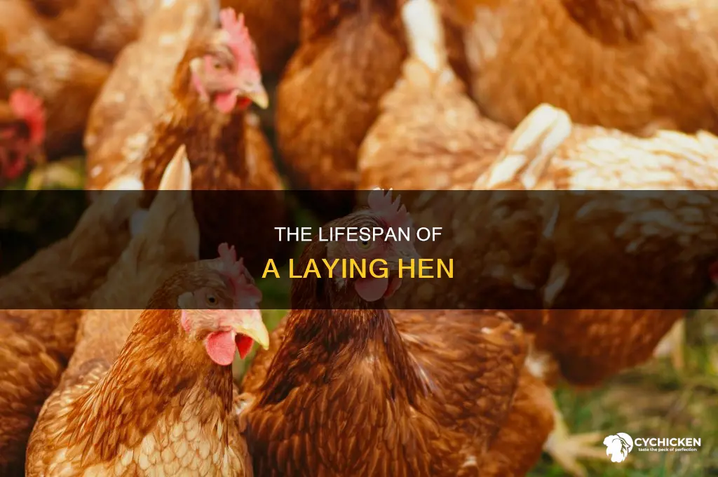 how many years does a chicken lay for