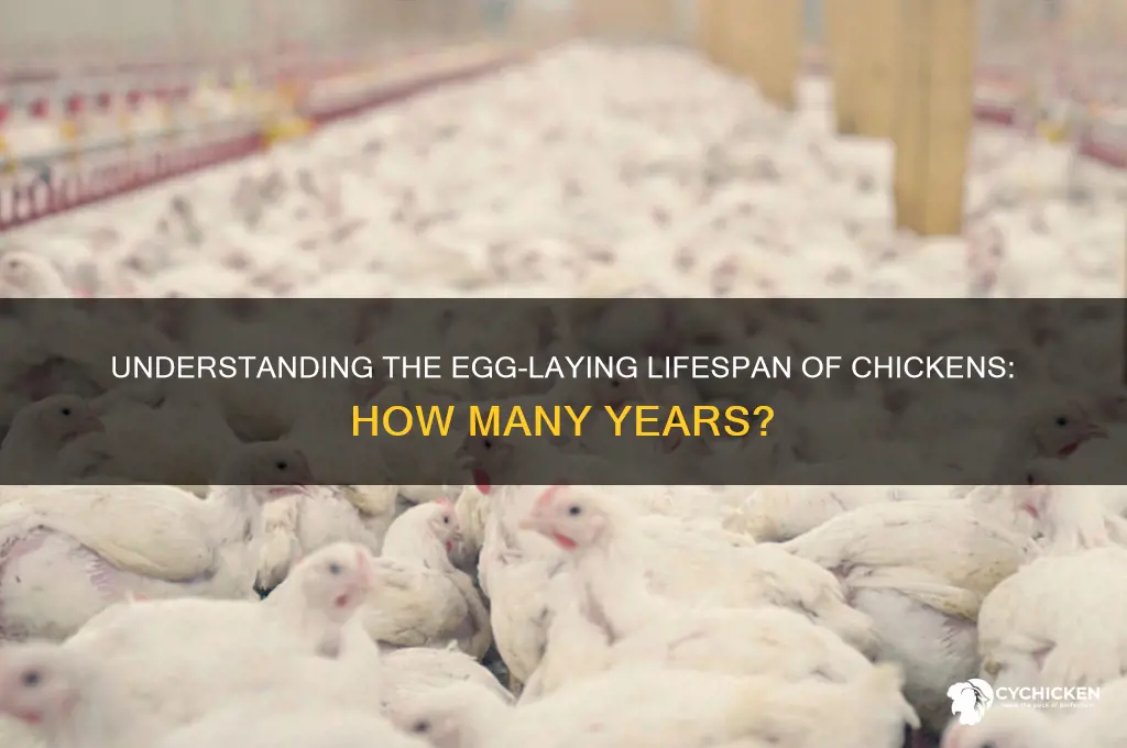 how many years does a chicken lay