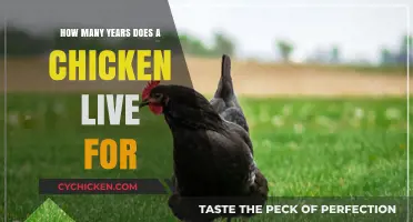 The Lifespan of Chickens: How Long Do They Live?