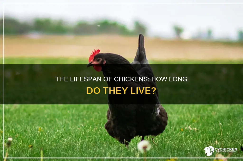 how many years does a chicken live for
