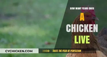 Understanding the Lifespan of Chickens: How Long Do They Live?