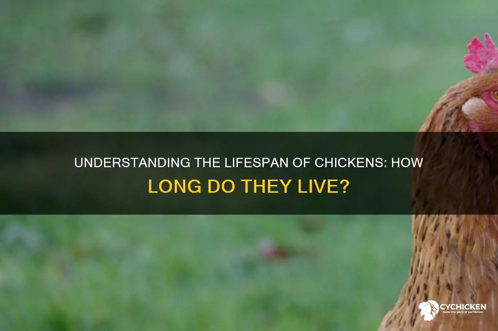 how many years does a chicken live