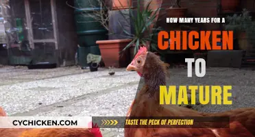 Understanding a Chicken's Maturity Timeline