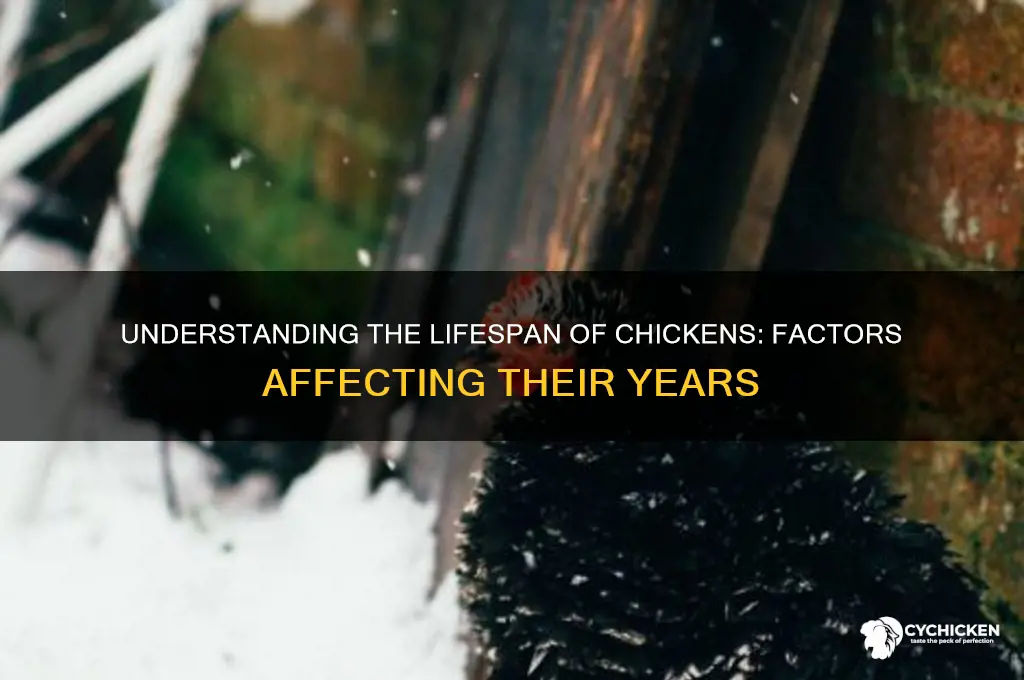 how many years will a chicken live