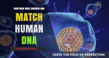Chicken DNA: How Similar to Humans?