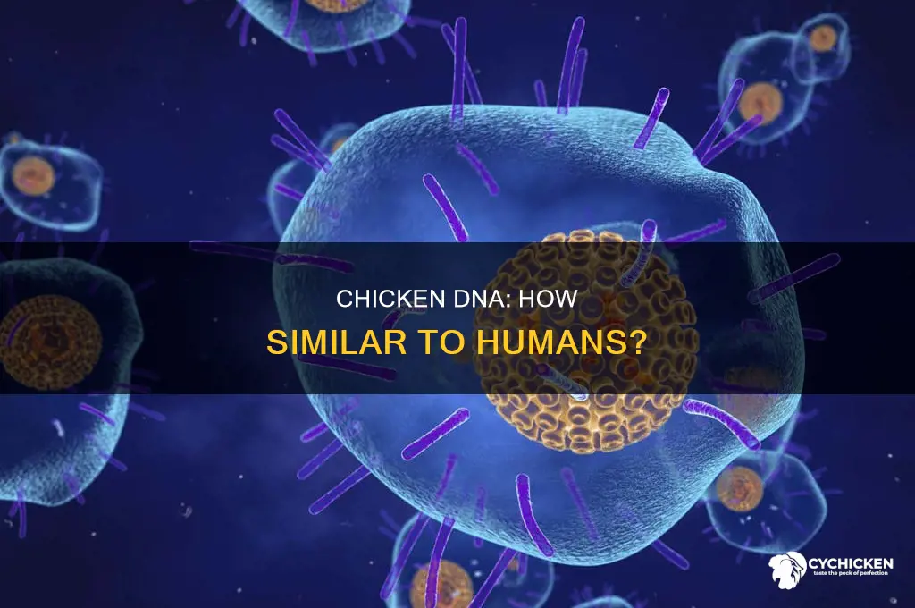 how mch does chicken dna match human dna