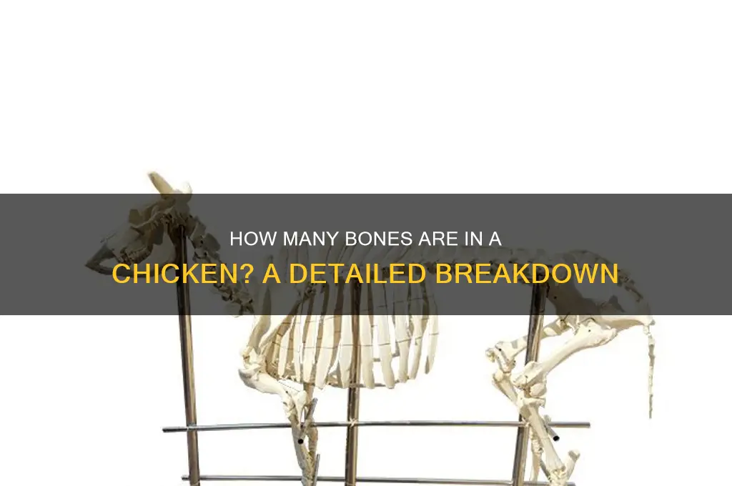 how menney bones are n a chicken